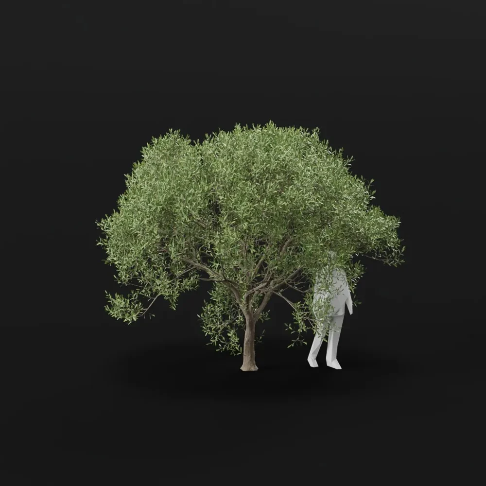 Olive Tree Large