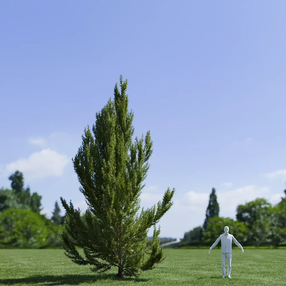 Pinus Flexilis Vanderwolf Pyramid