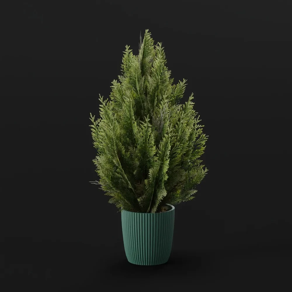 Red Cedar Bush Med Pot