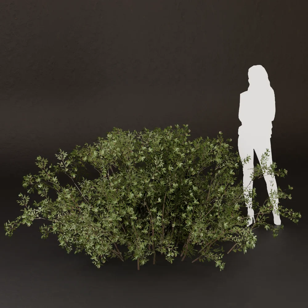 Sj-Wild Spring Meadow Bush