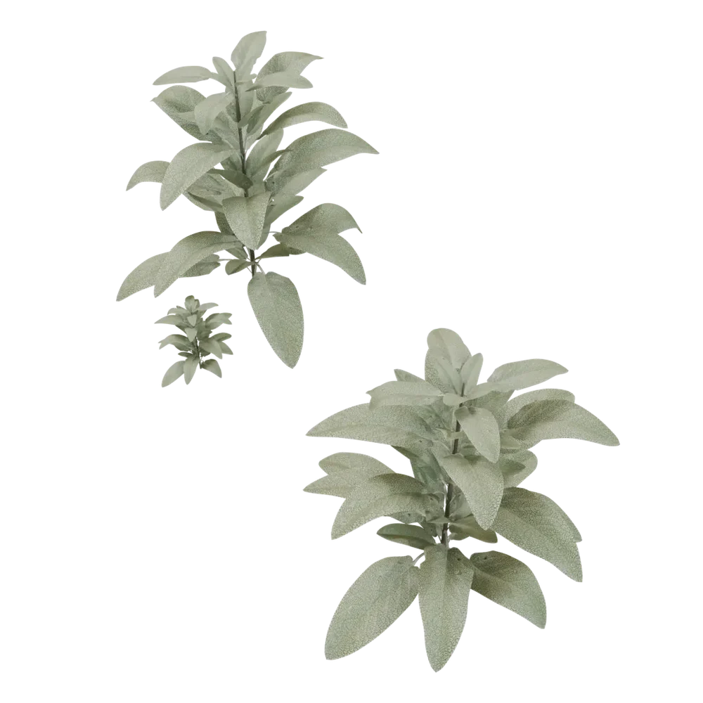 Outdoor Small Plant
