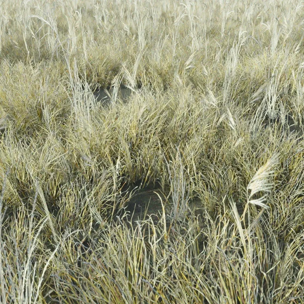 Grass Tabosa Tall