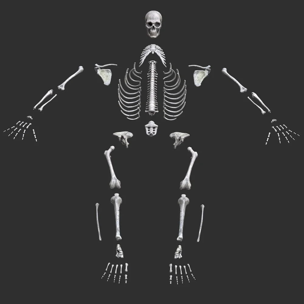 Human Male Skeleton Bones