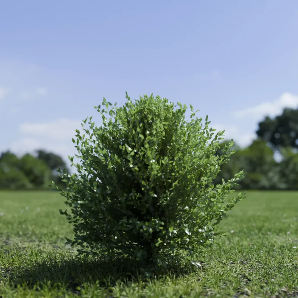 Shurb - Buxtussempervirens Boxwood