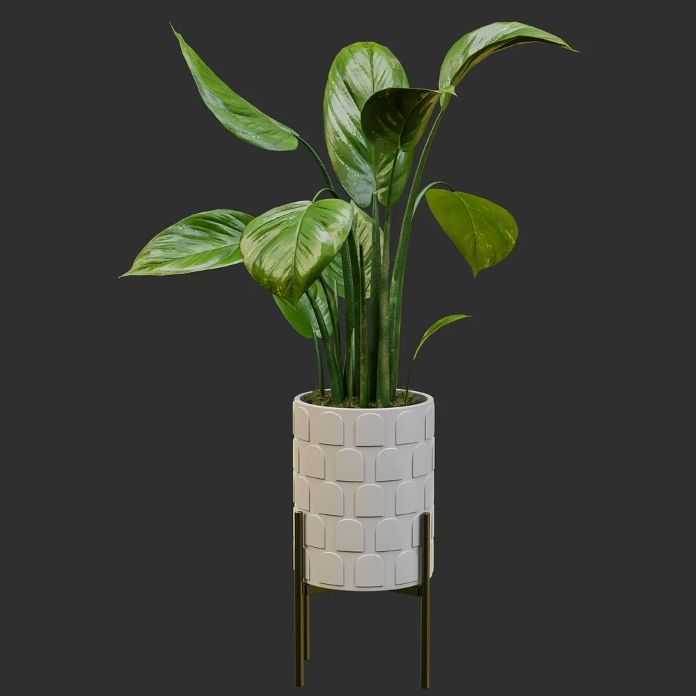 Dieffenbachia In Modern Patterned Pot