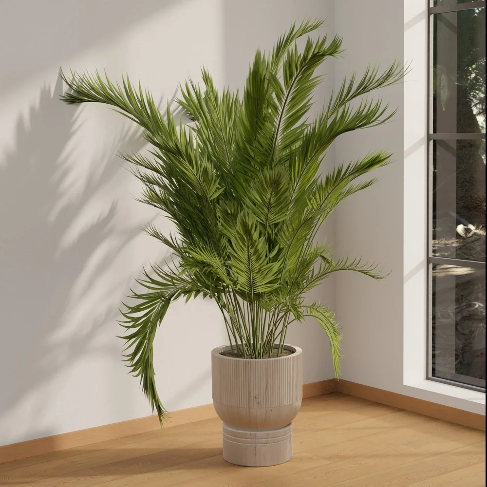 Sunlit Areca Palm