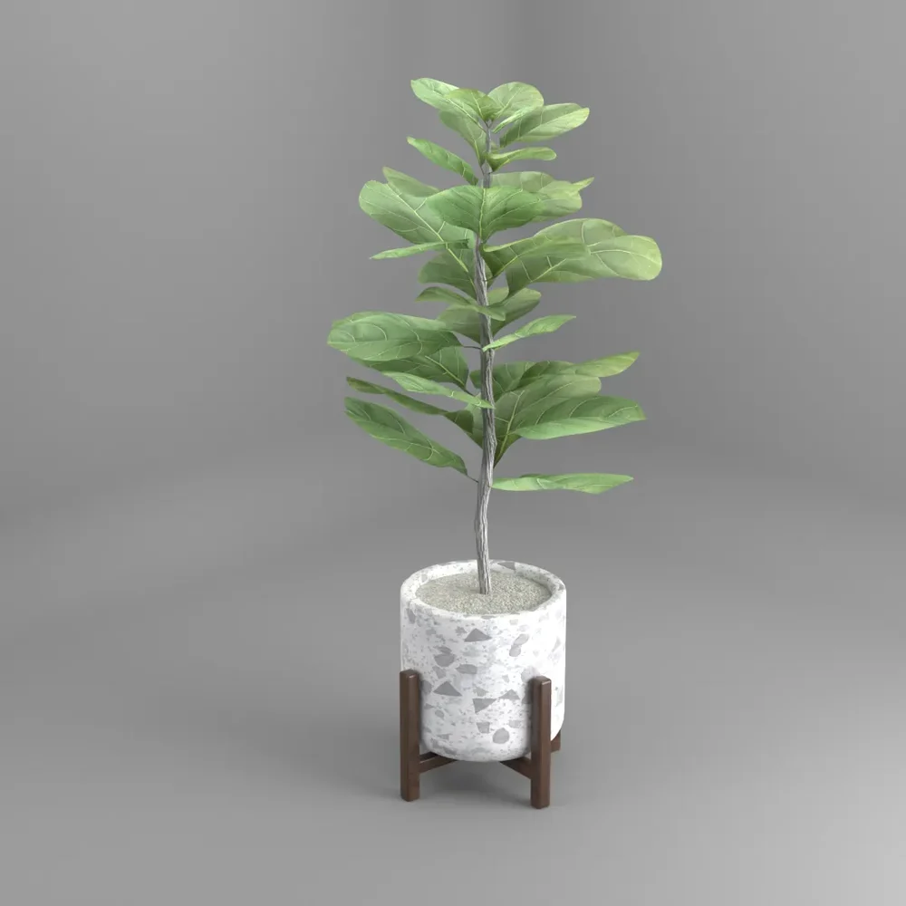 Fiddle Fig Tree - Indoor House Plant