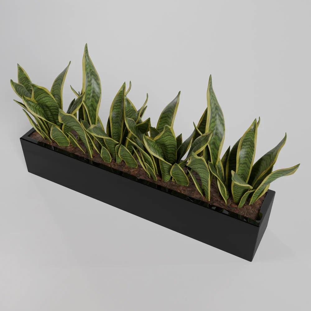 Snake Plant
