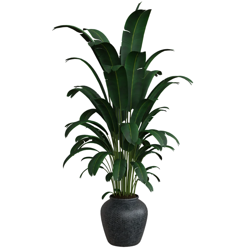 Plant