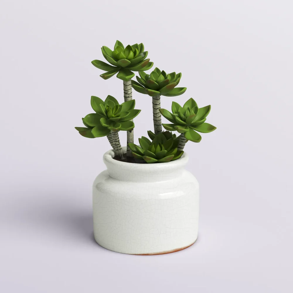 Succulent In Crackled Ceramic Pot
