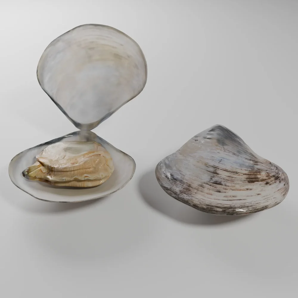 Clam