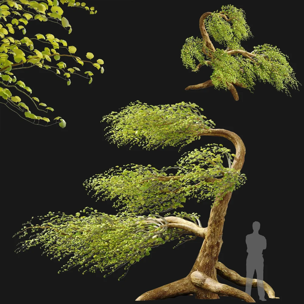 Stylized Windswept Tree