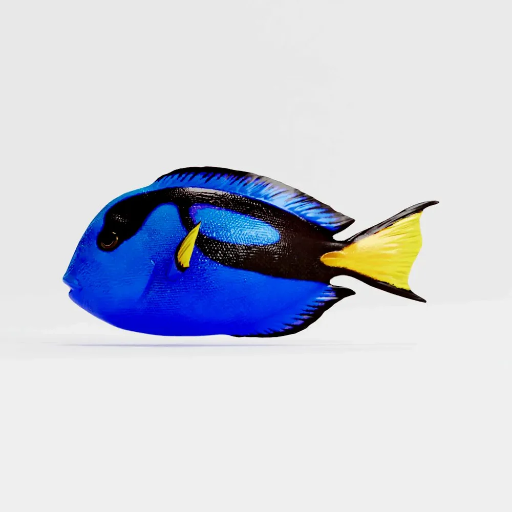 Blue Tang Swimming