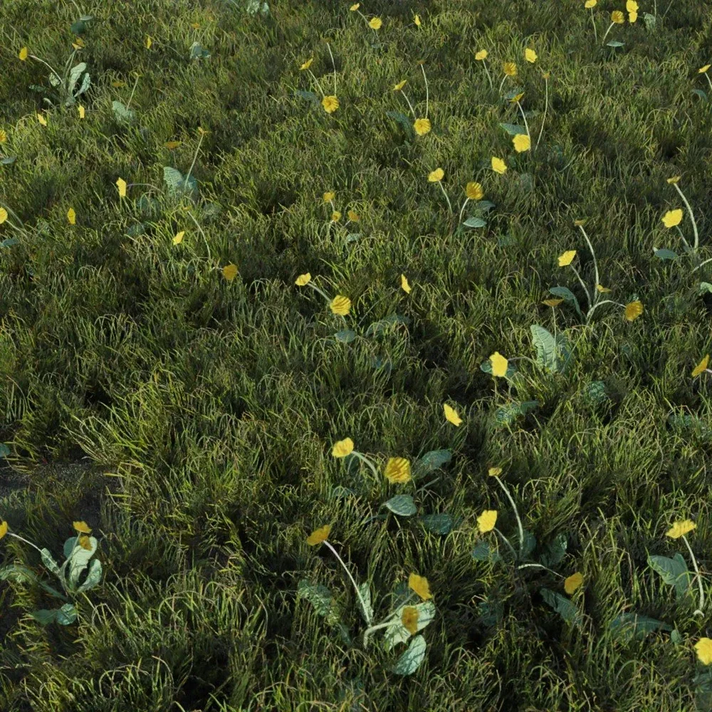 Grass Dandellion Yellow