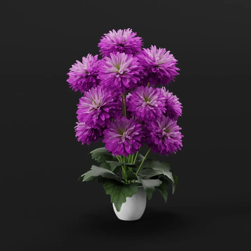 Purple Chrysanthemum