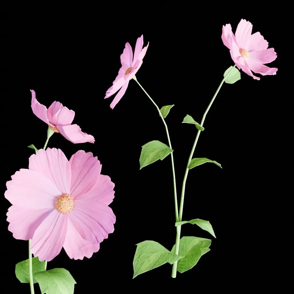 Pink Flower