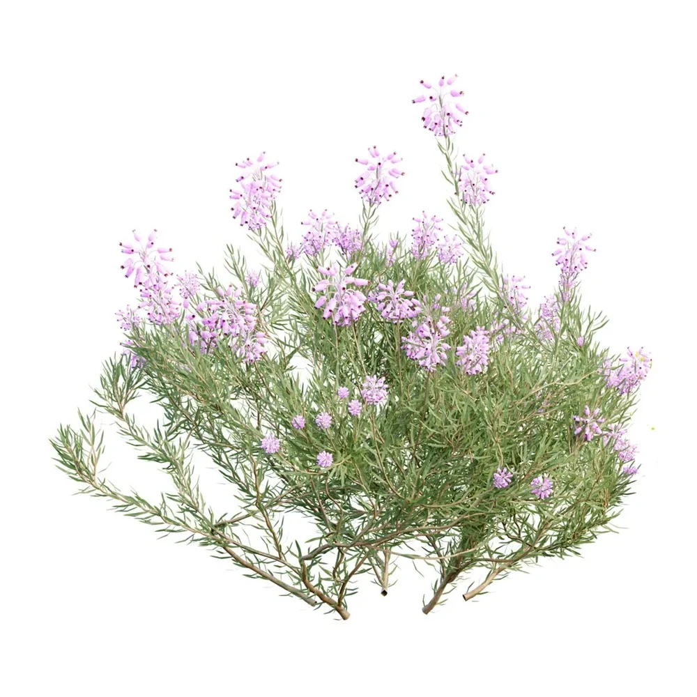 Wild Erica Multiflora Bruyere Fiche