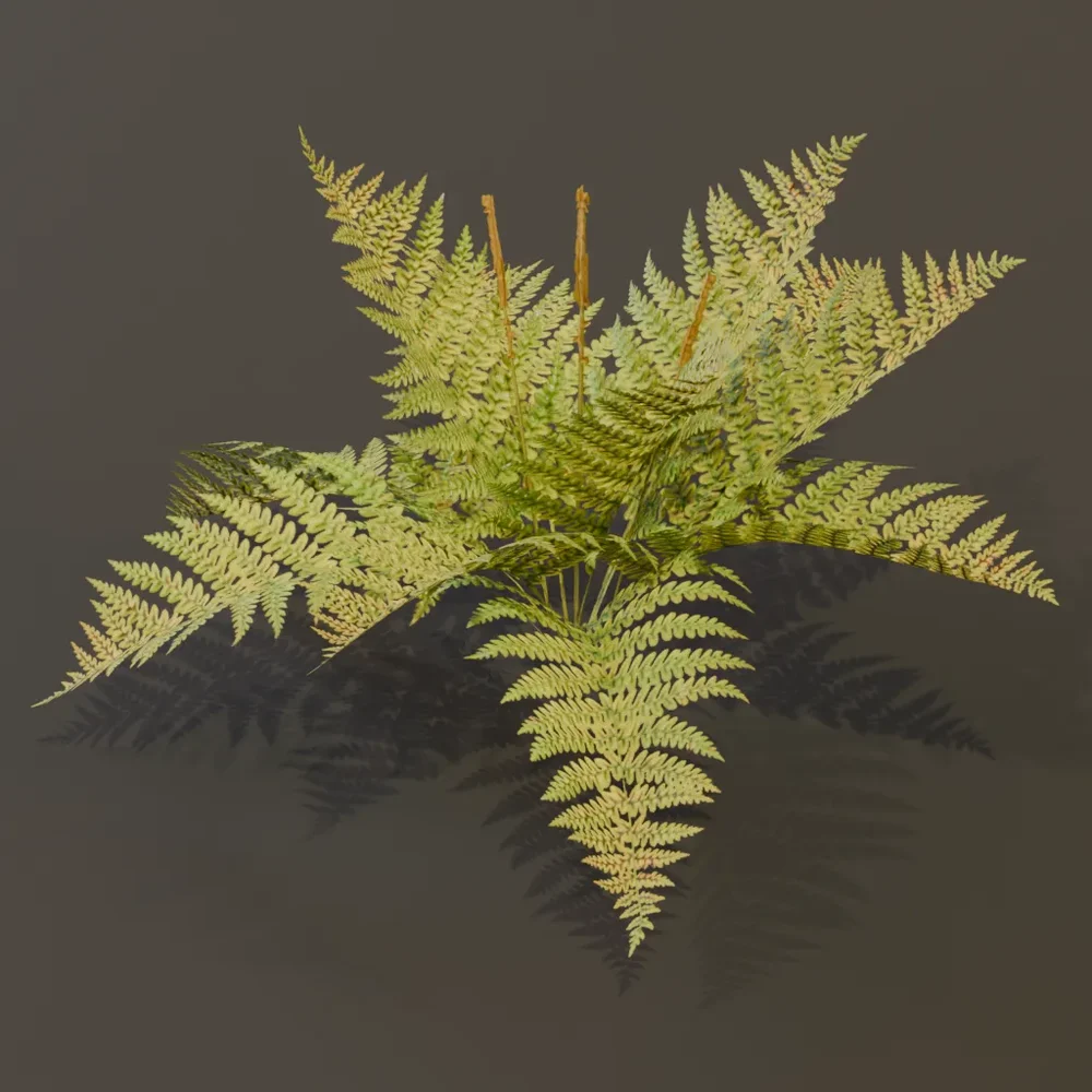 Cinnamon Fern Young