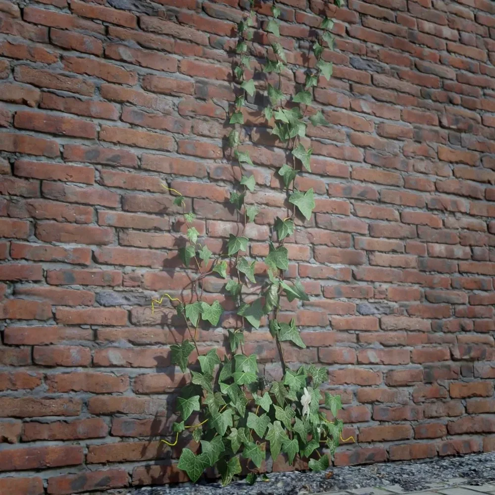 Ivy Creeper Going Up 2m 04