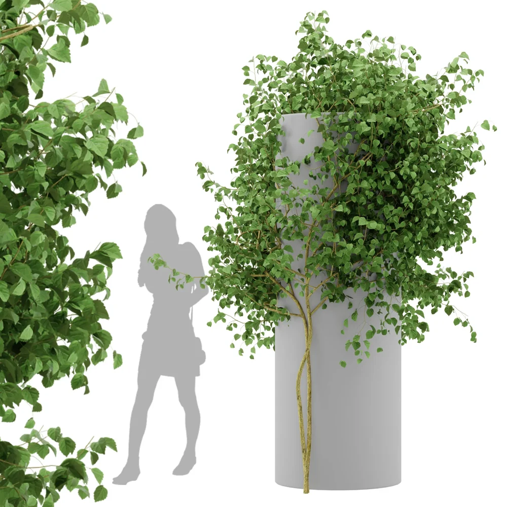 Ivy Simple Column - Chinese Trumpet Vine