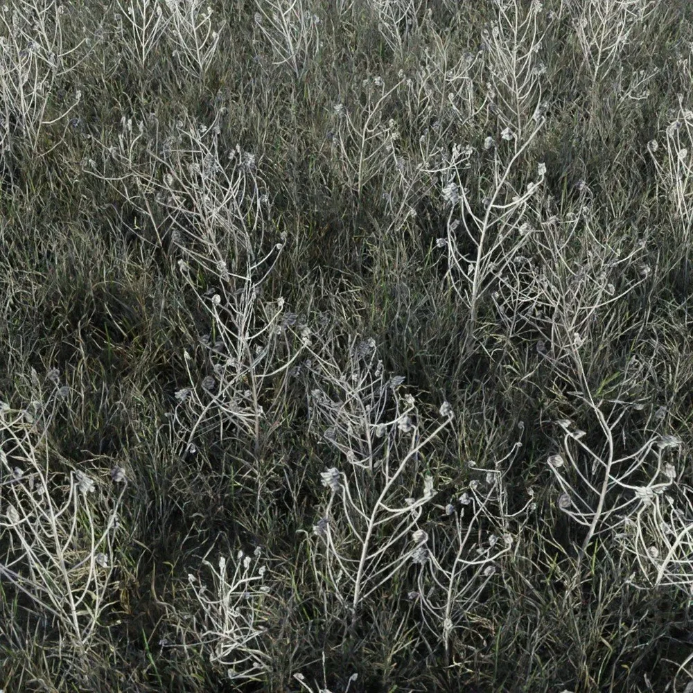Grass Tall Buds