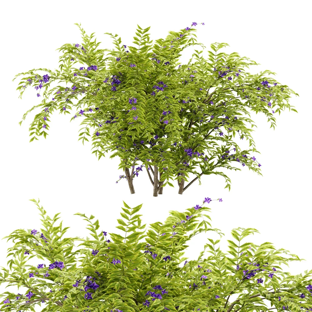 Flower Bush Plant