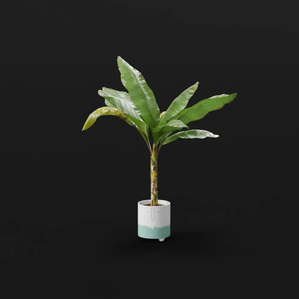 Tropical Banana Tree Pot Animated