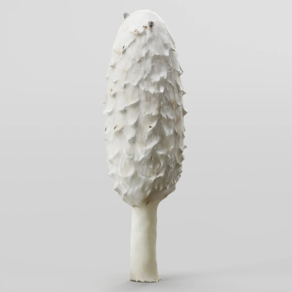 White Mushroom Coprinus Comatus Scanned