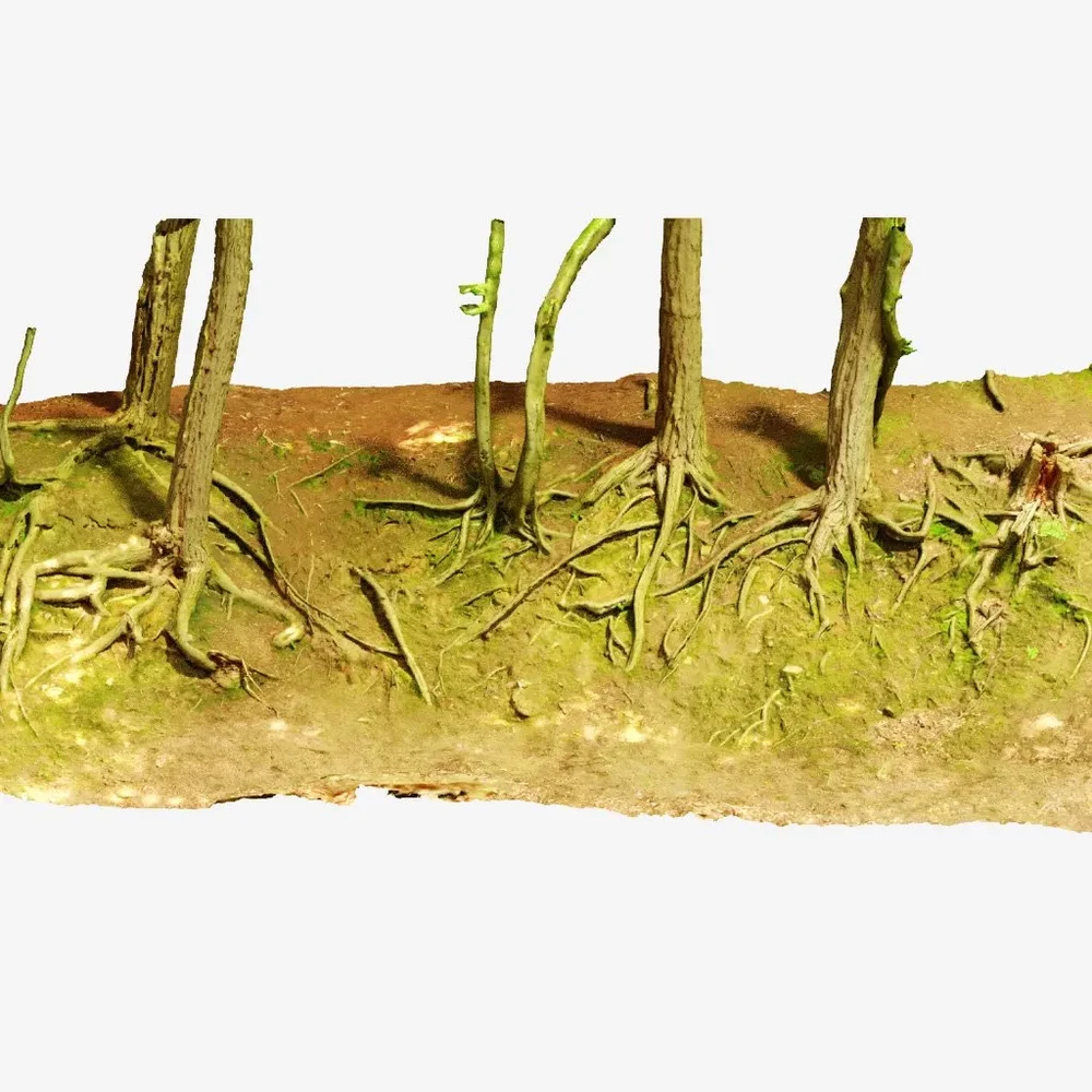 Trees On Sope With Roots Pbr Scan