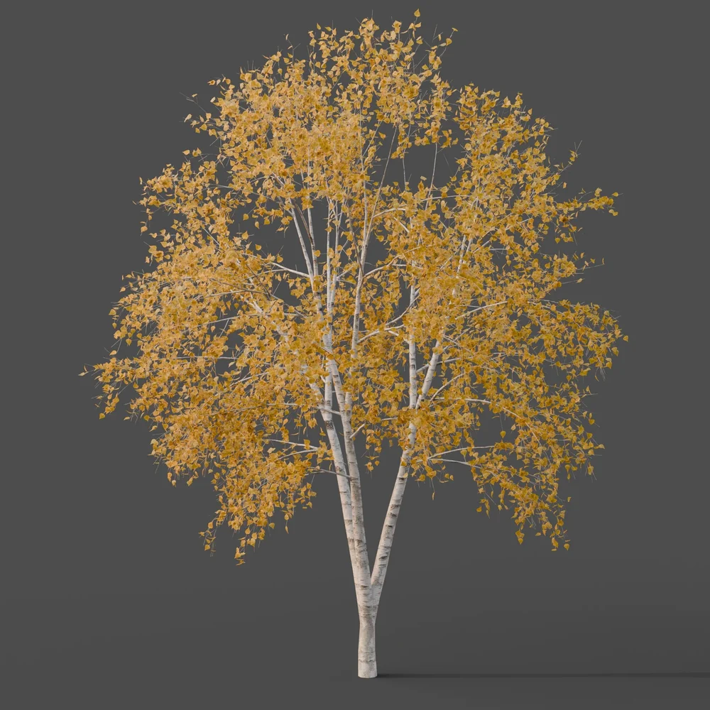 Silver Birch Tree Large - Autumn