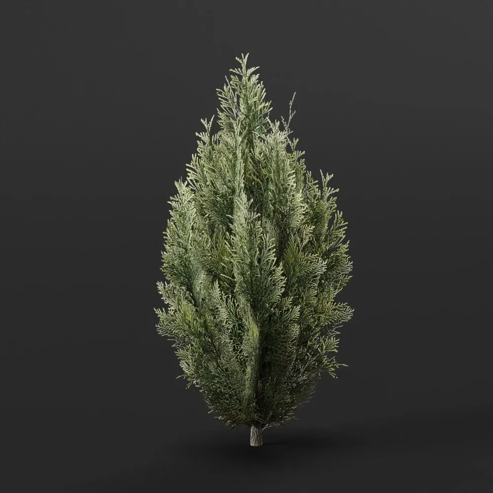 Red Cedar Bush Small