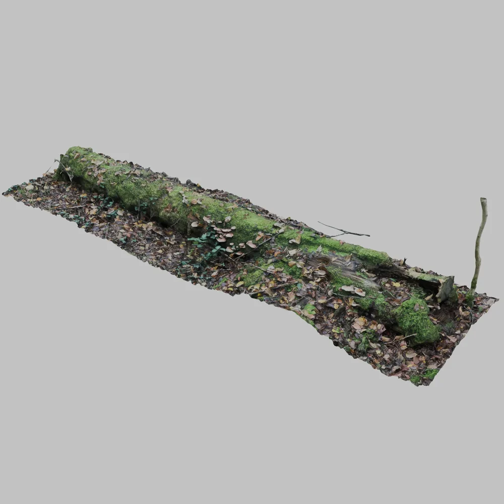 Forest Ground With Dead Log Mushrooms