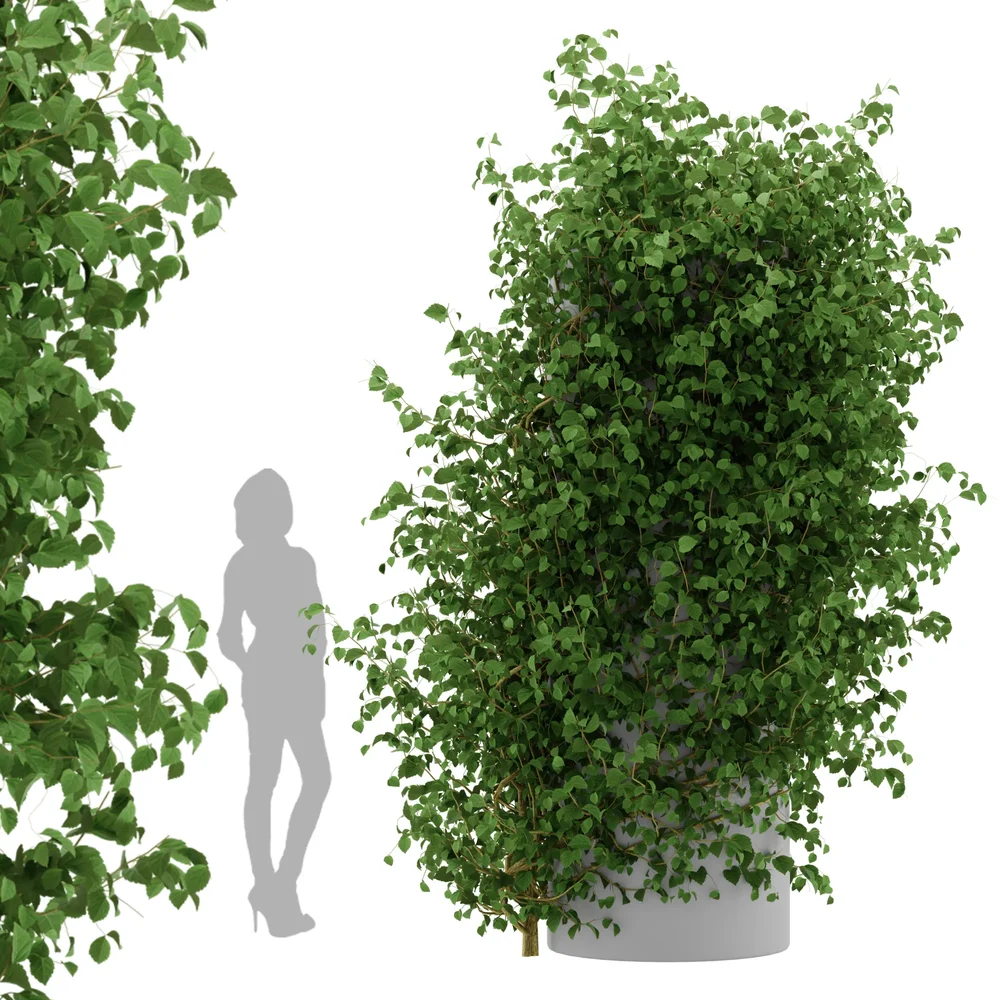 Ivy Simple Column - Chinese Trumpet Vine