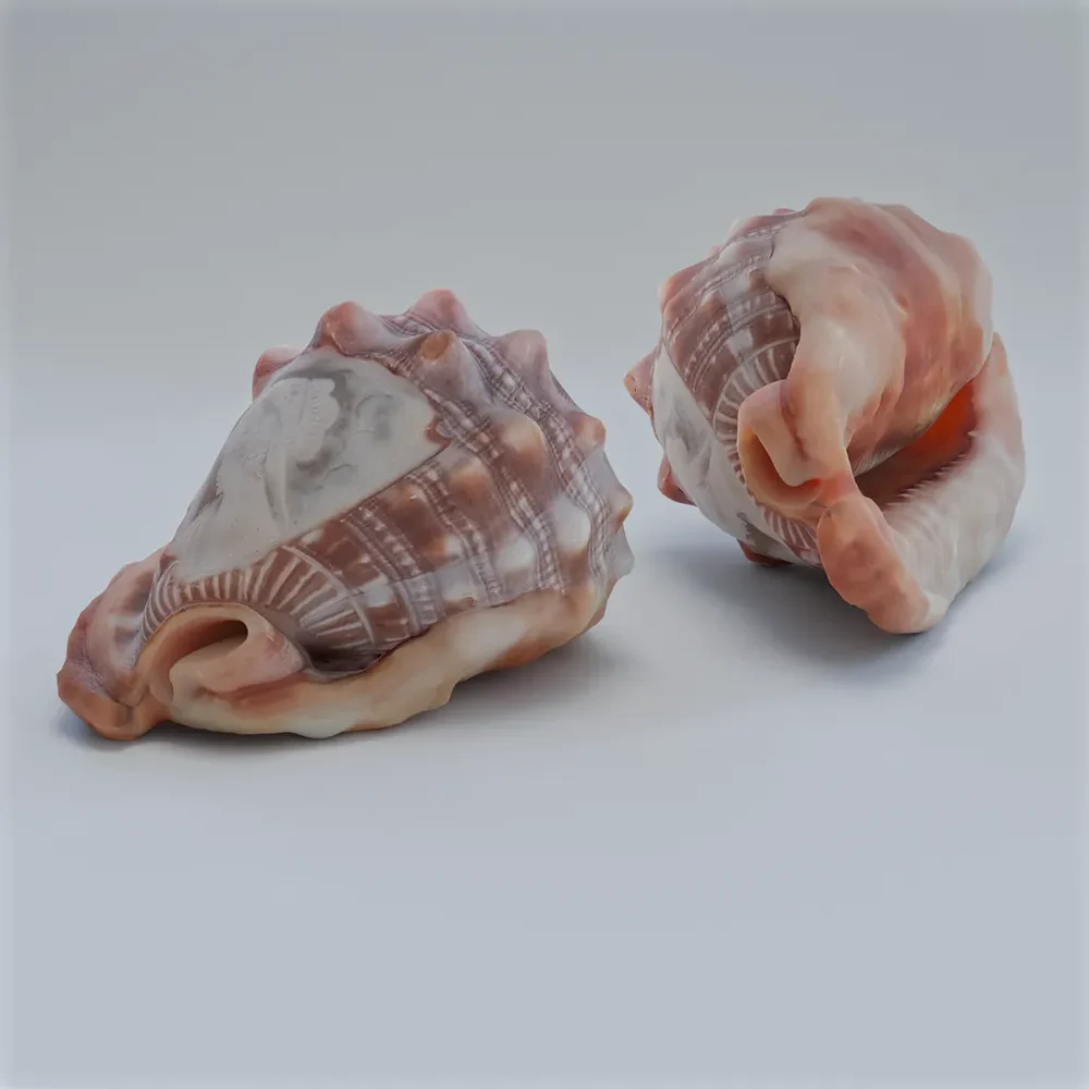 Strombus Shell With Artistic Engraving