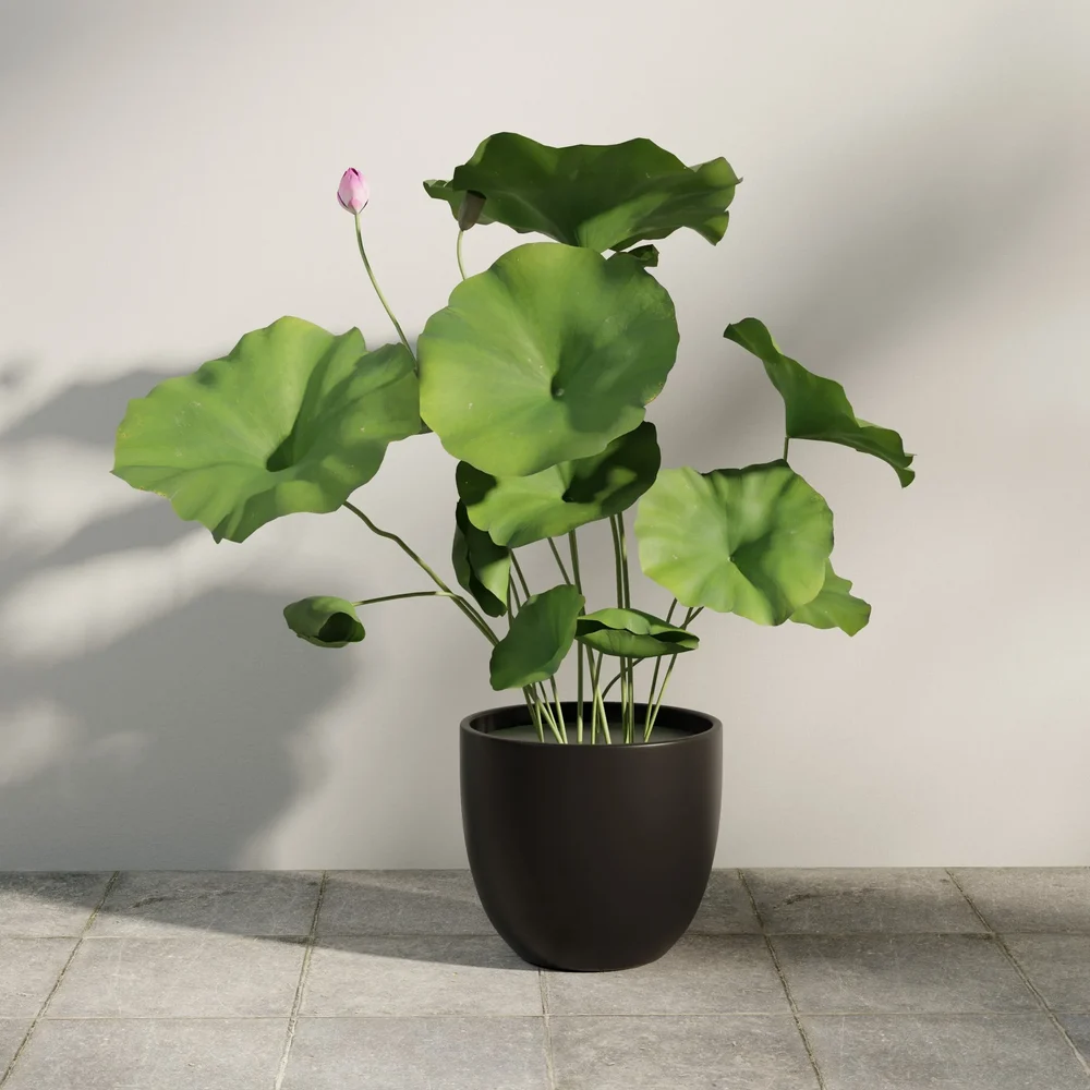 Minimalist Lotus In Black Pot