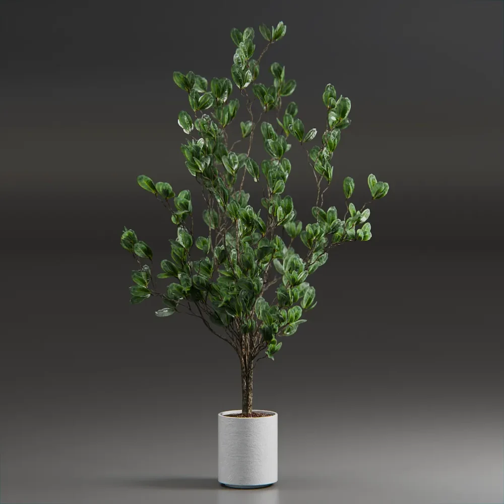 Indoor Plant Variation