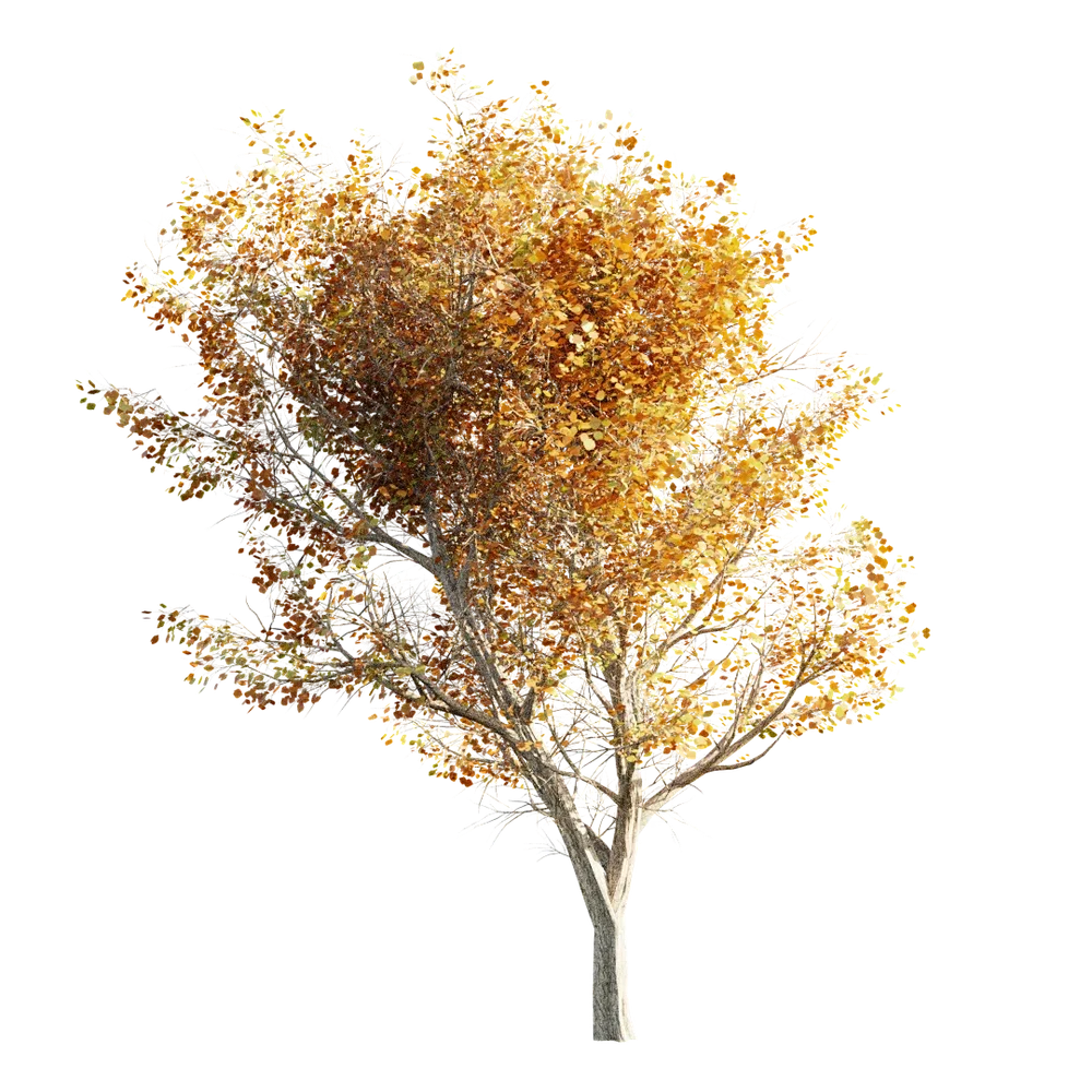 Tree Lod 0 Autumn