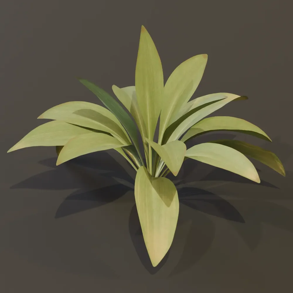 model: Haran Cast Iron Plant Young Var