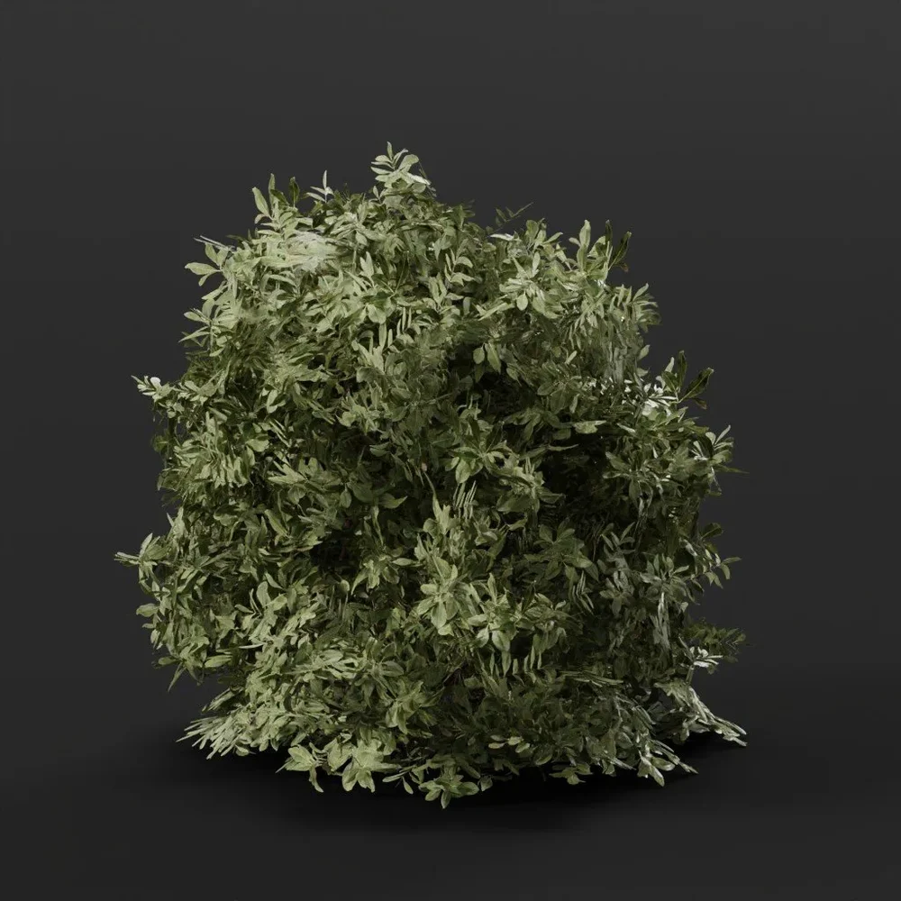 Button Bush Large