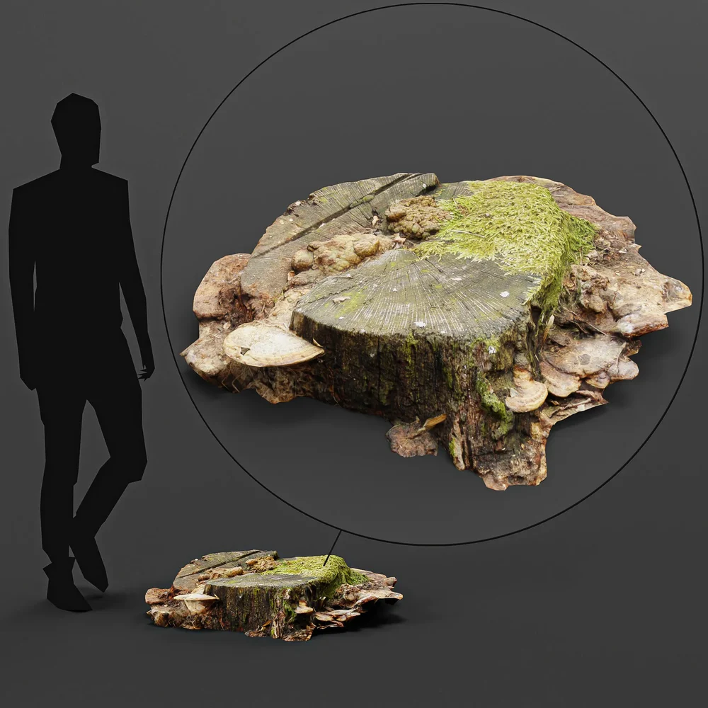 Mossy Tree Stump With Mushrooms