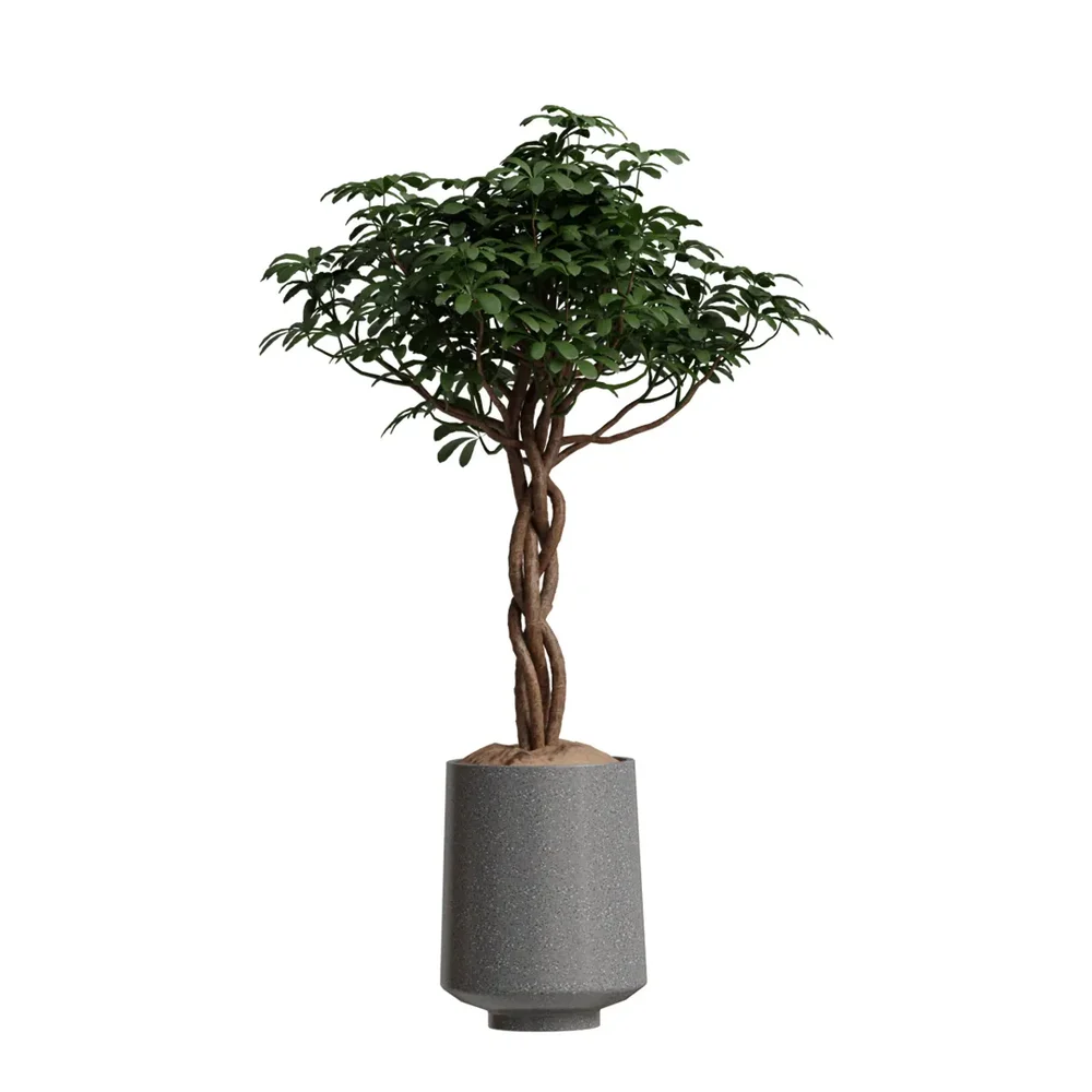 Schefflera Arboricola Umbrella Set
