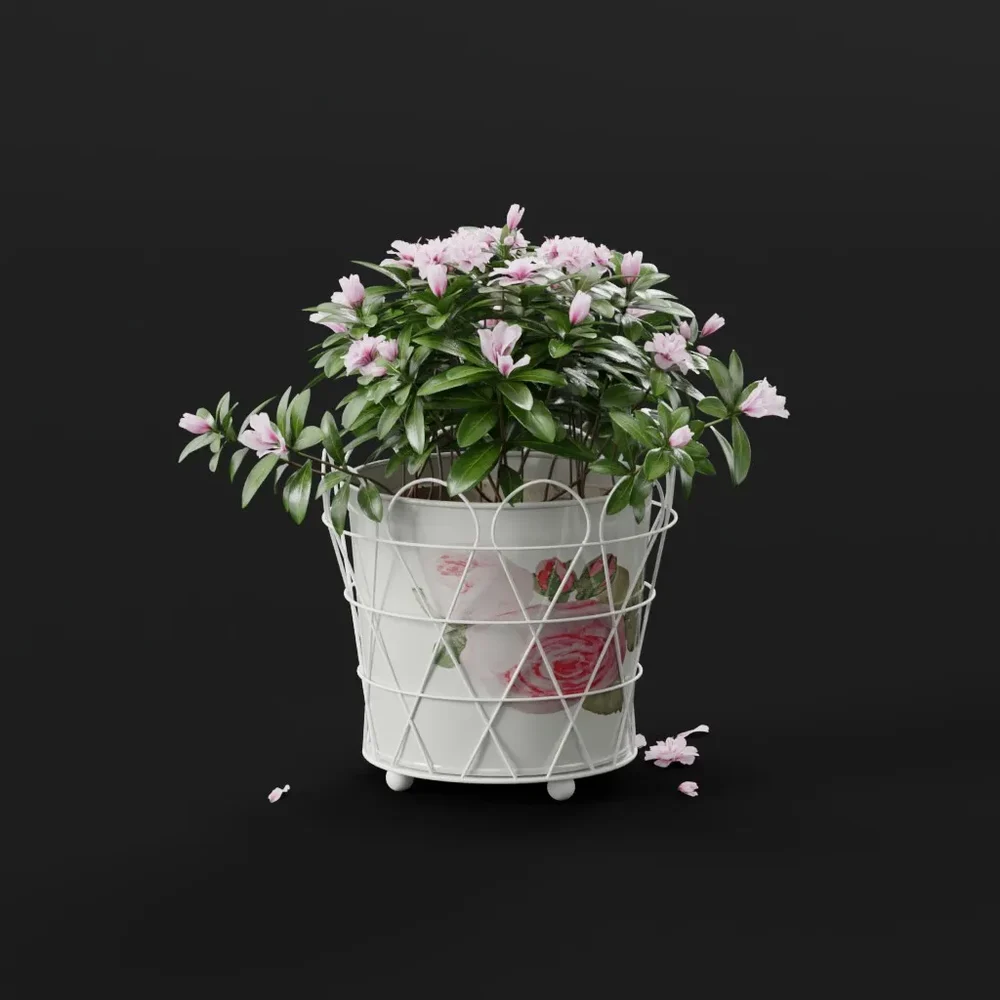 Pink Azalea In Decorative Pot