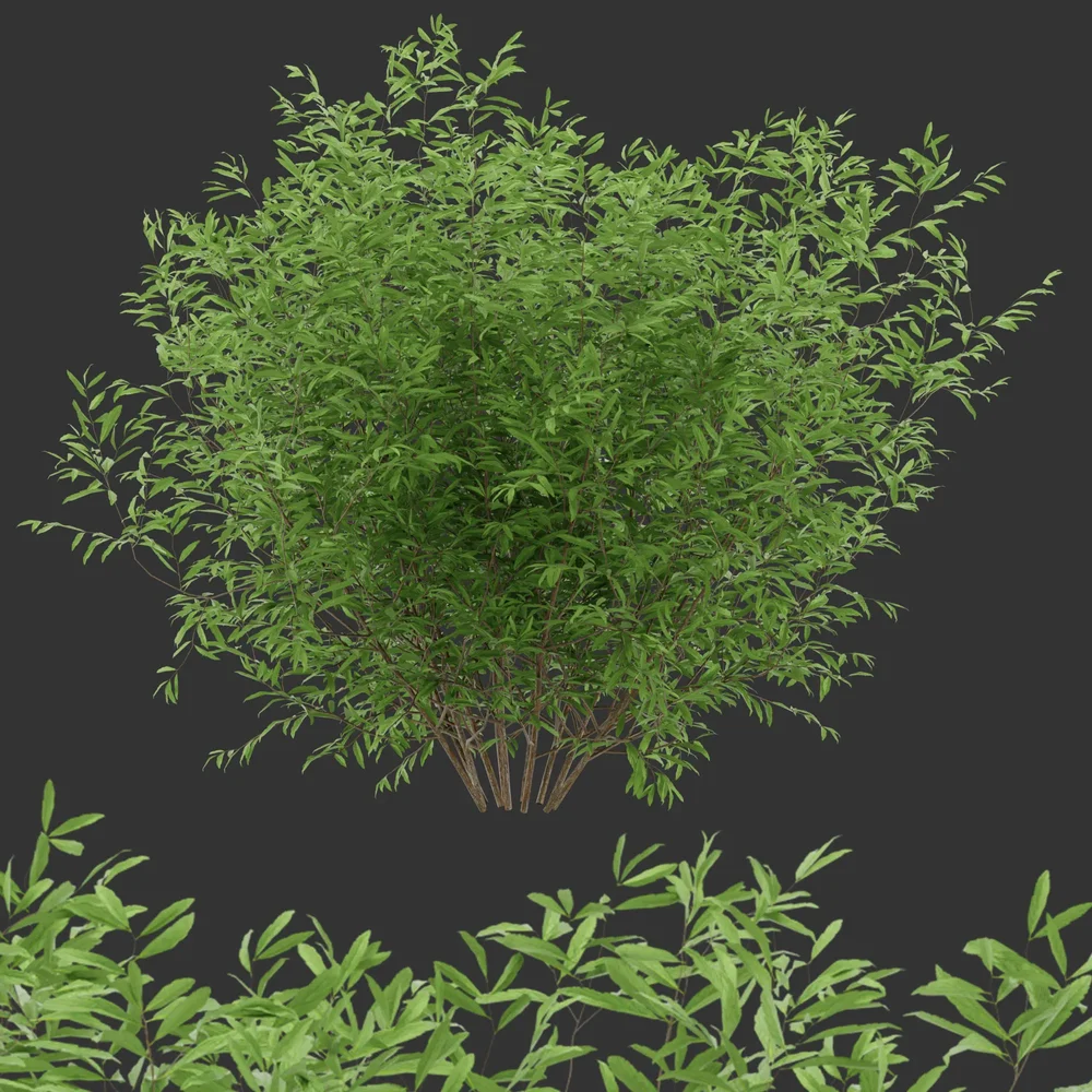 Summer Simple Bush Q