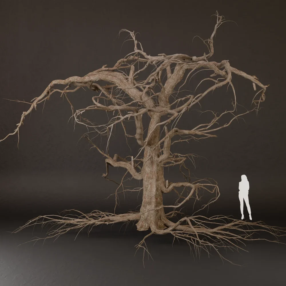 Sj-Dry Tree With Roots