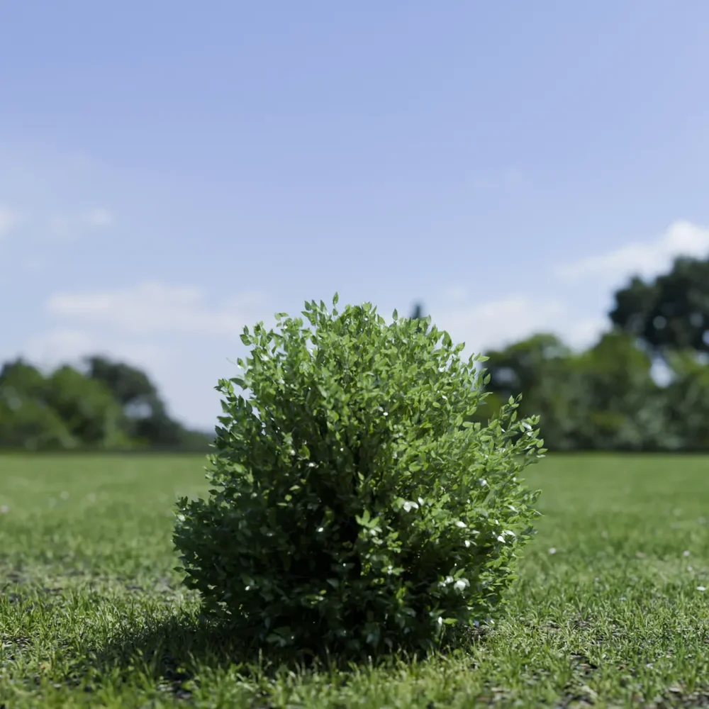 Shurb - Buxtussempervirens Boxwood