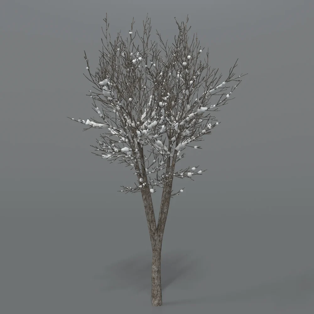 Tree With Snow