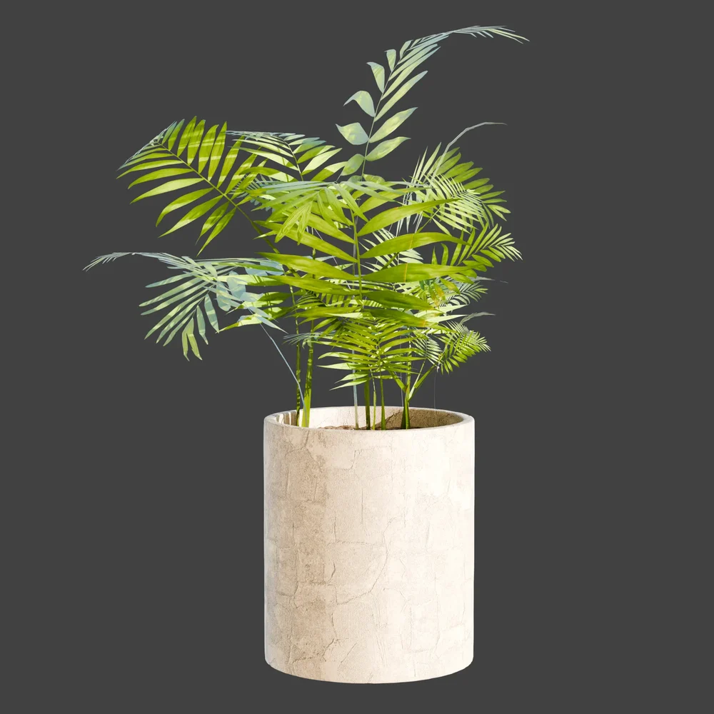 Plant Parlor Palm In A Pot