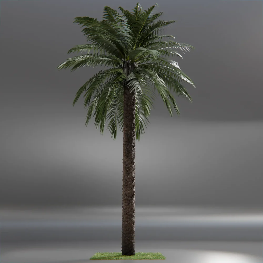 Dactylifera Palm Tree Animated