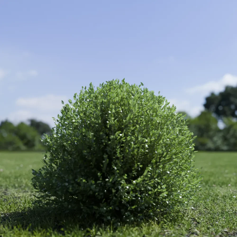 Shurb - Buxtussempervirens Boxwood