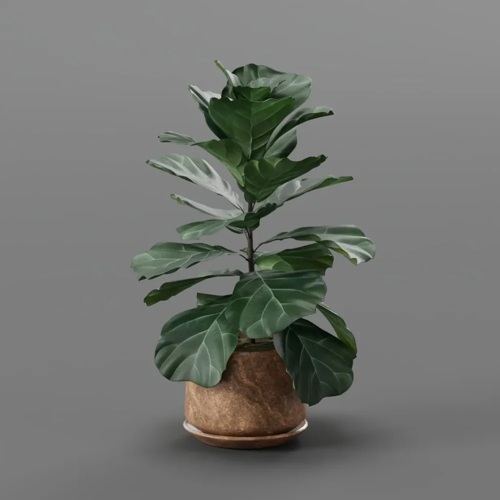 Fiddle Leaf Fig In Pot